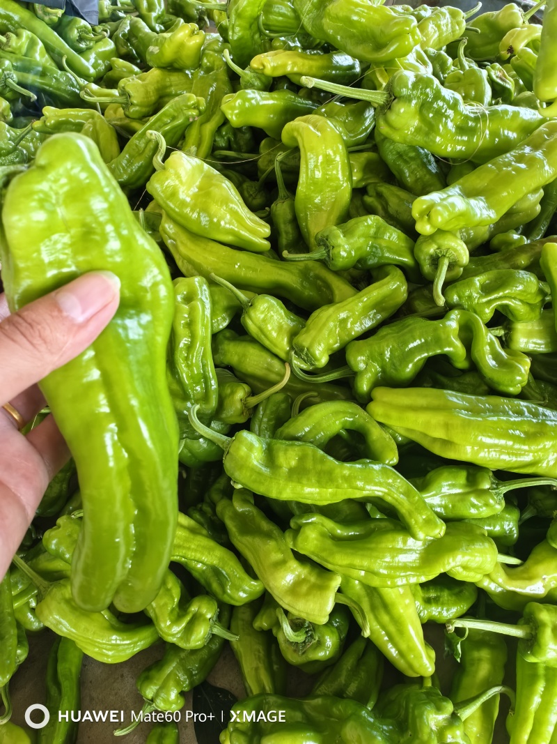 临沂费县薄皮椒大量上市中