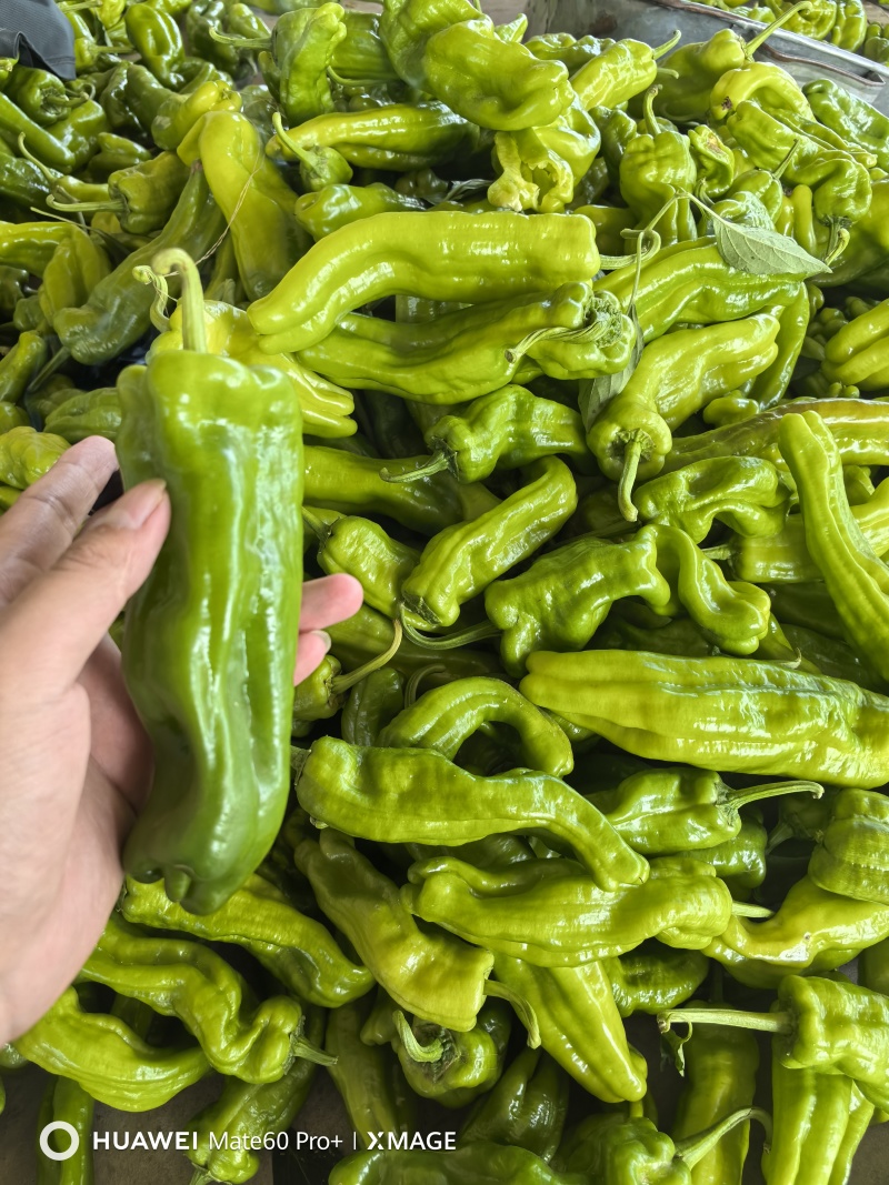 临沂费县薄皮椒大量上市中