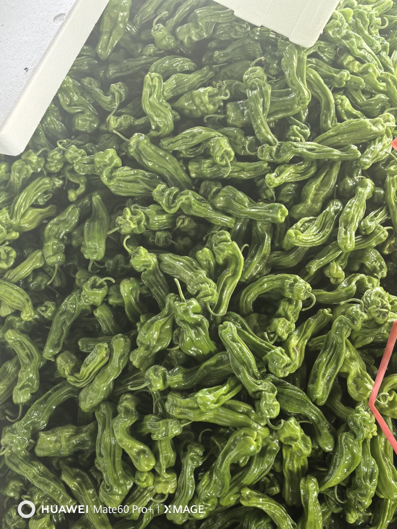临沂费县薄皮椒大量上市中