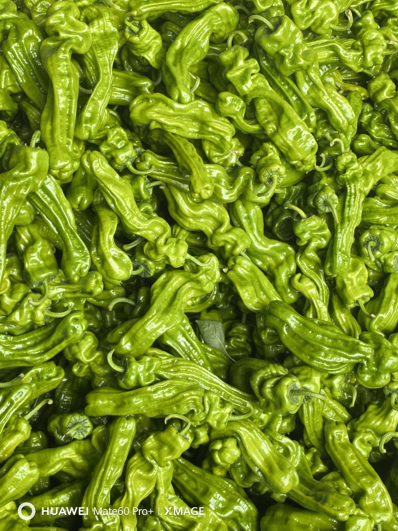 临沂费县薄皮椒大量上市中