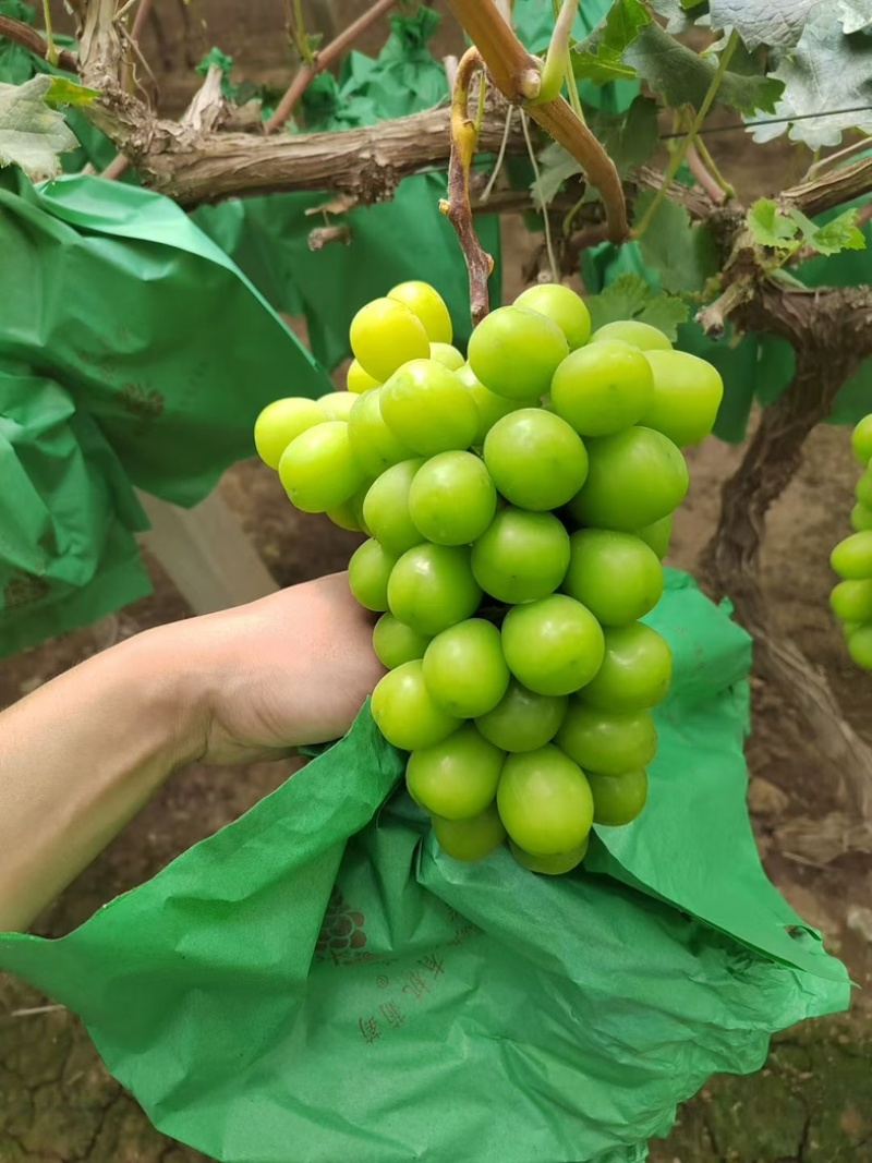 口感细腻的阳光玫瑰大量上市糖度18个以上果面干净