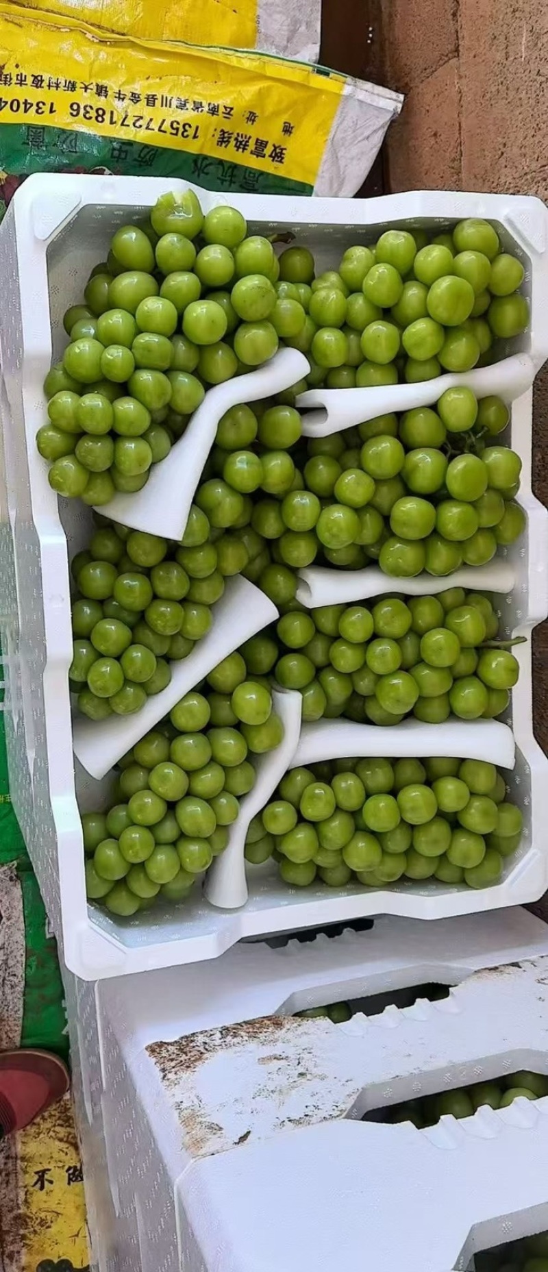 口感细腻的阳光玫瑰大量上市糖度18个以上果面干净