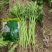 浓香光杆茼蒿种子四季播浓香小叶光杆茼蒿种子蔬菜种子