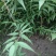 山桃苗，有几万棵0.8-5公分原生苗，嫁接造林专用