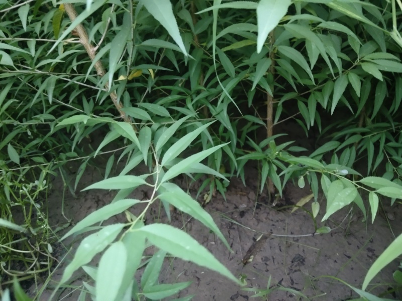 山桃苗，有几万棵0.8-5公分原生苗，嫁接造林专用