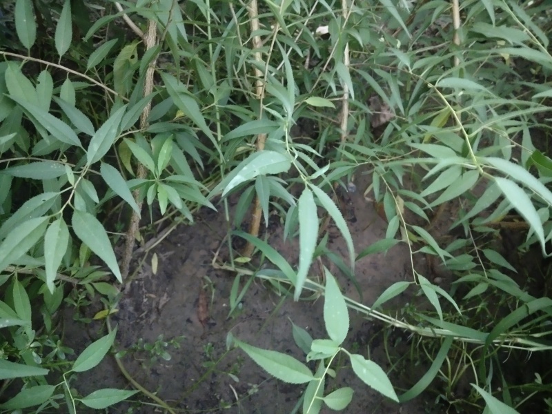 山桃苗，有几万棵0.8-5公分原生苗，嫁接造林专用