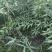 山桃苗，有几万棵0.8-5公分原生苗，嫁接造林专用