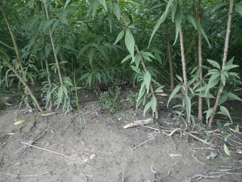 山桃苗，有几万棵0.8-5公分原生苗，嫁接造林专用