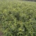 山桃苗，有几万棵0.8-5公分原生苗，嫁接造林专用