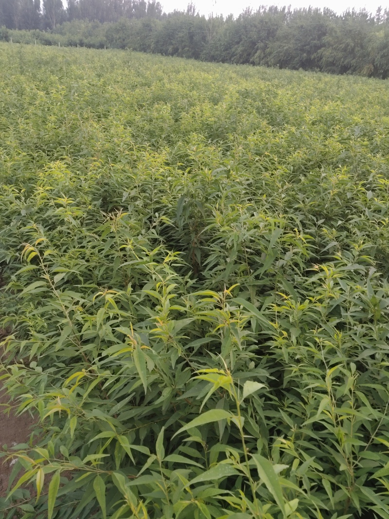山桃苗，有几万棵0.8-5公分原生苗，嫁接造林专用
