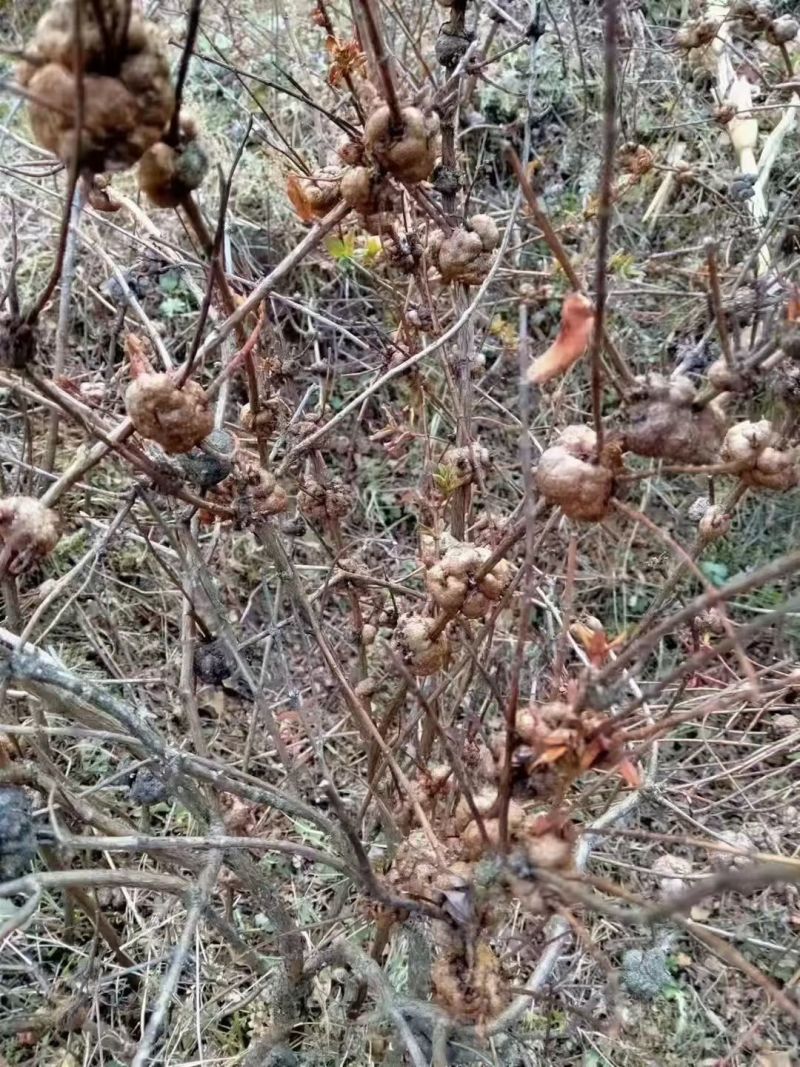 云南高原野生消瘤果