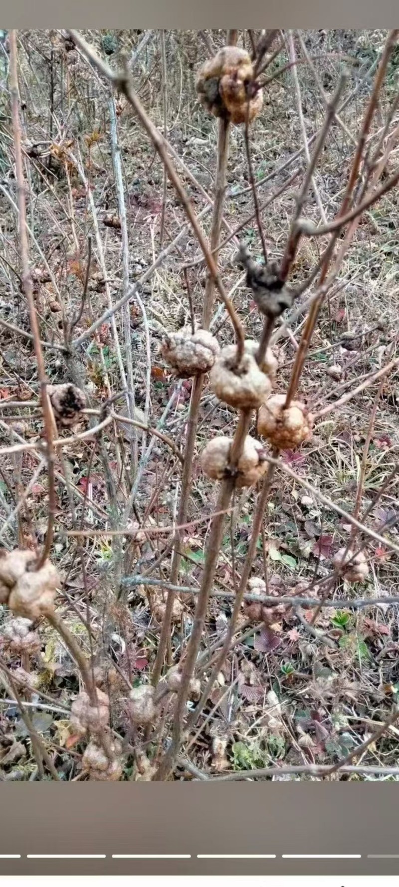 云南高原野生消瘤果