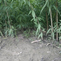 山桃苗，有几万棵0.8-5公分原生苗，嫁接造林专用