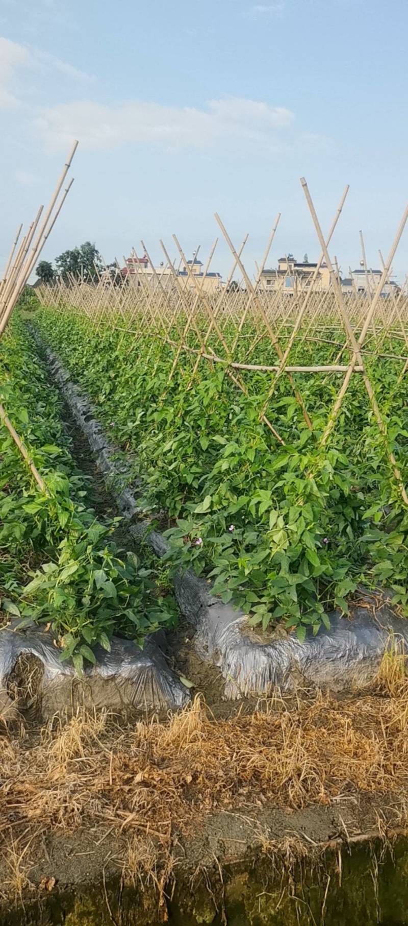 脆绿泡豇豆成都崇州