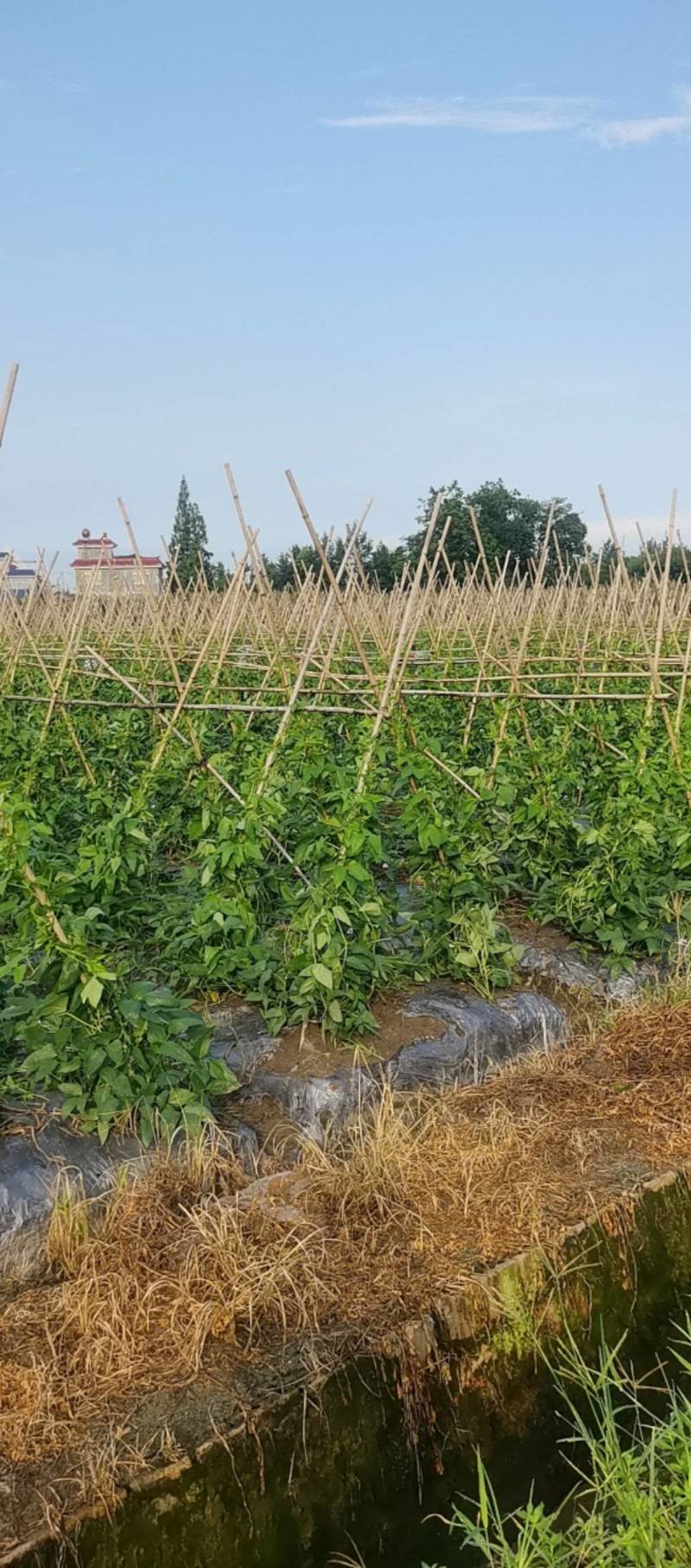 脆绿泡豇豆成都崇州