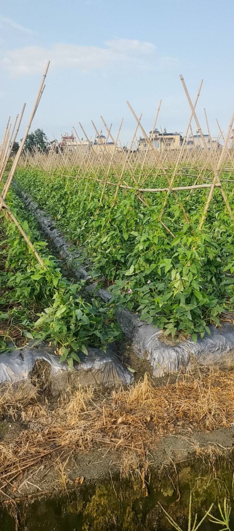 脆绿泡豇豆成都崇州