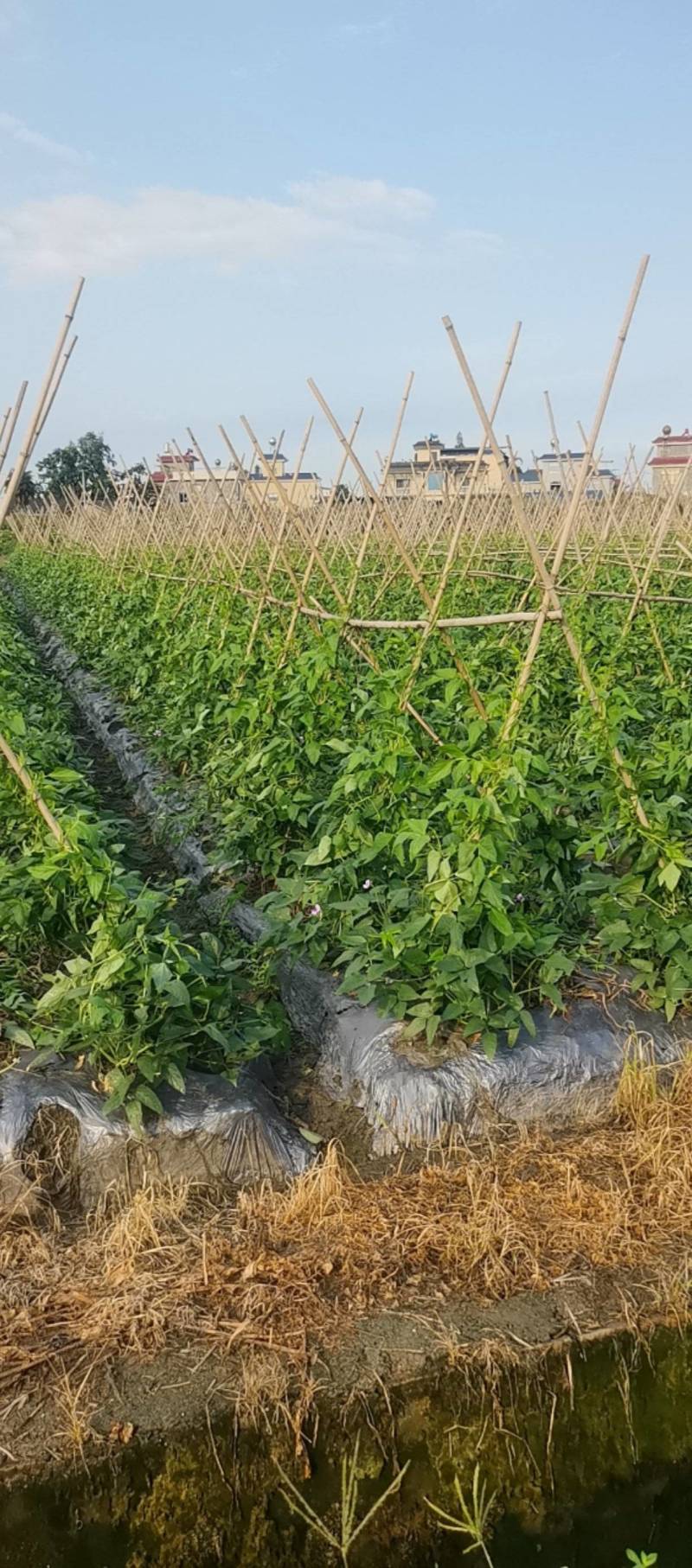 脆绿泡豇豆成都崇州