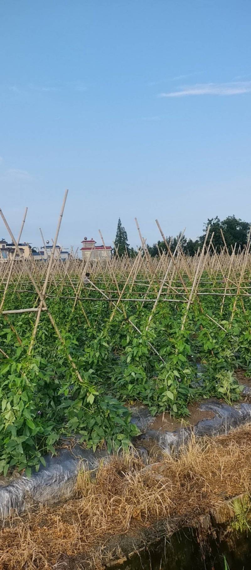 脆绿泡豇豆成都崇州