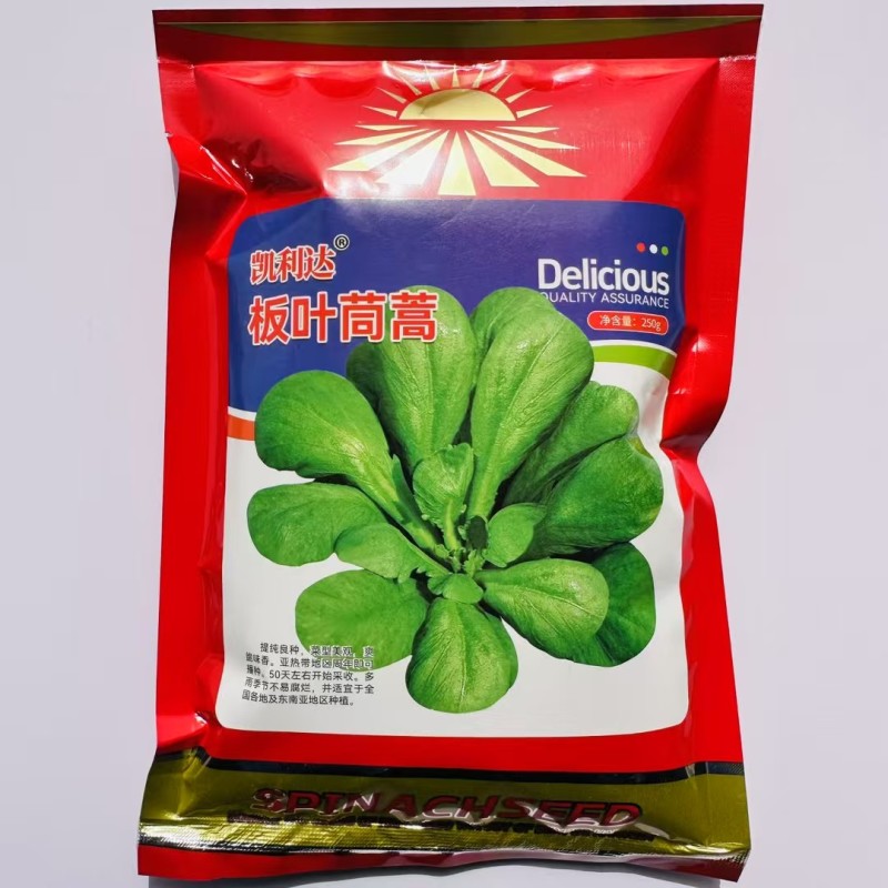 大叶茼蒿种子，茼蒿种子，大叶桐高种子筒篙种子大叶筒篙种子