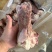 肥猪后棒骨10kg13/14个左右原始检疫，6吨现货，