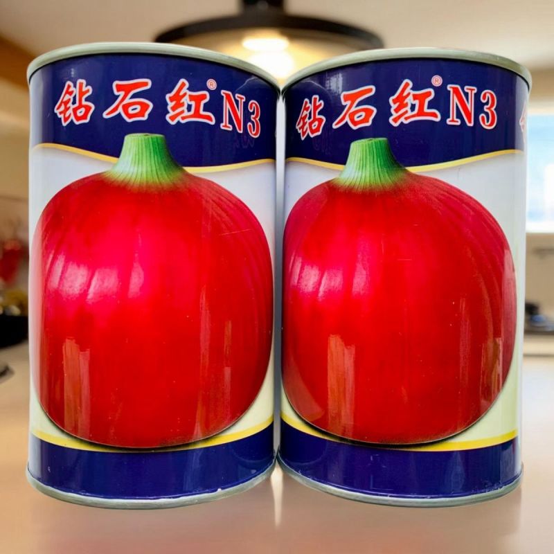 紫皮洋葱种子高产红皮圆洋葱种子四季播早熟抗病特大蔬菜种孑