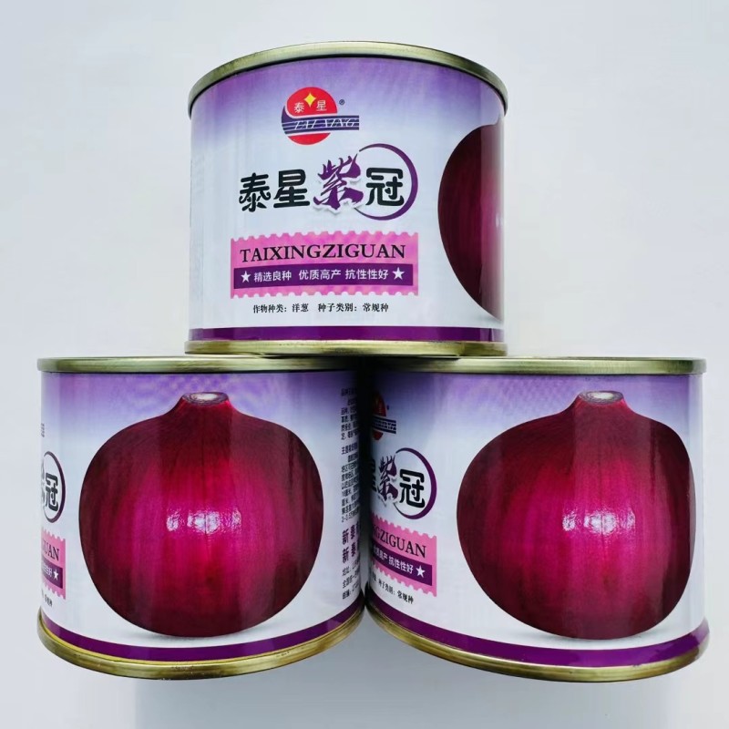 紫皮洋葱种子高产红皮圆洋葱种子四季播早熟抗病特大蔬菜种孑