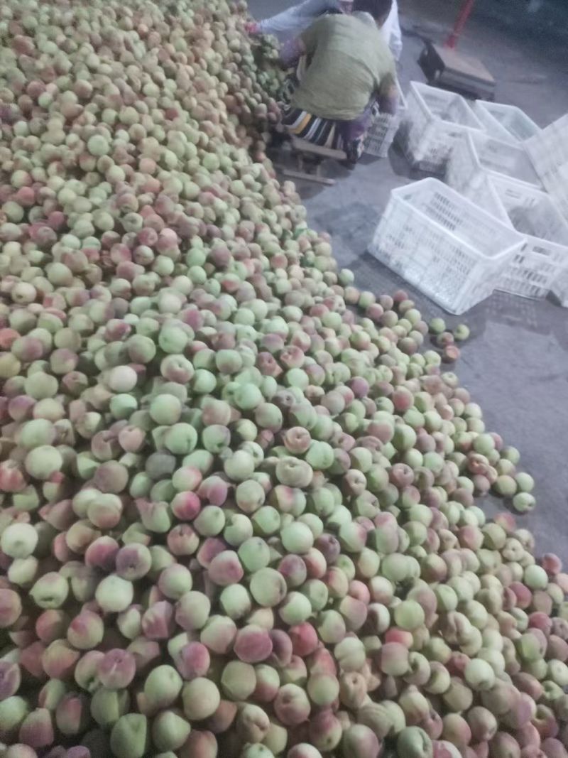 蜜桃王，青州蜜大量上市