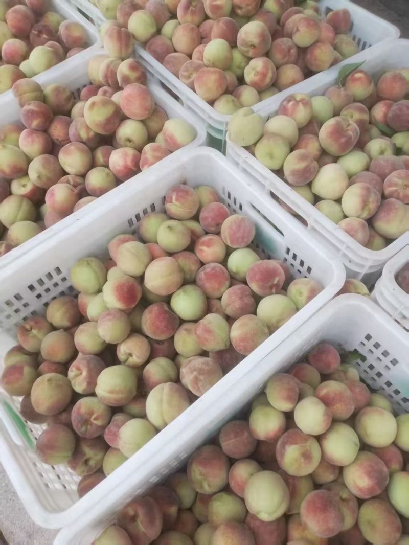 蜜桃王，青州蜜大量上市