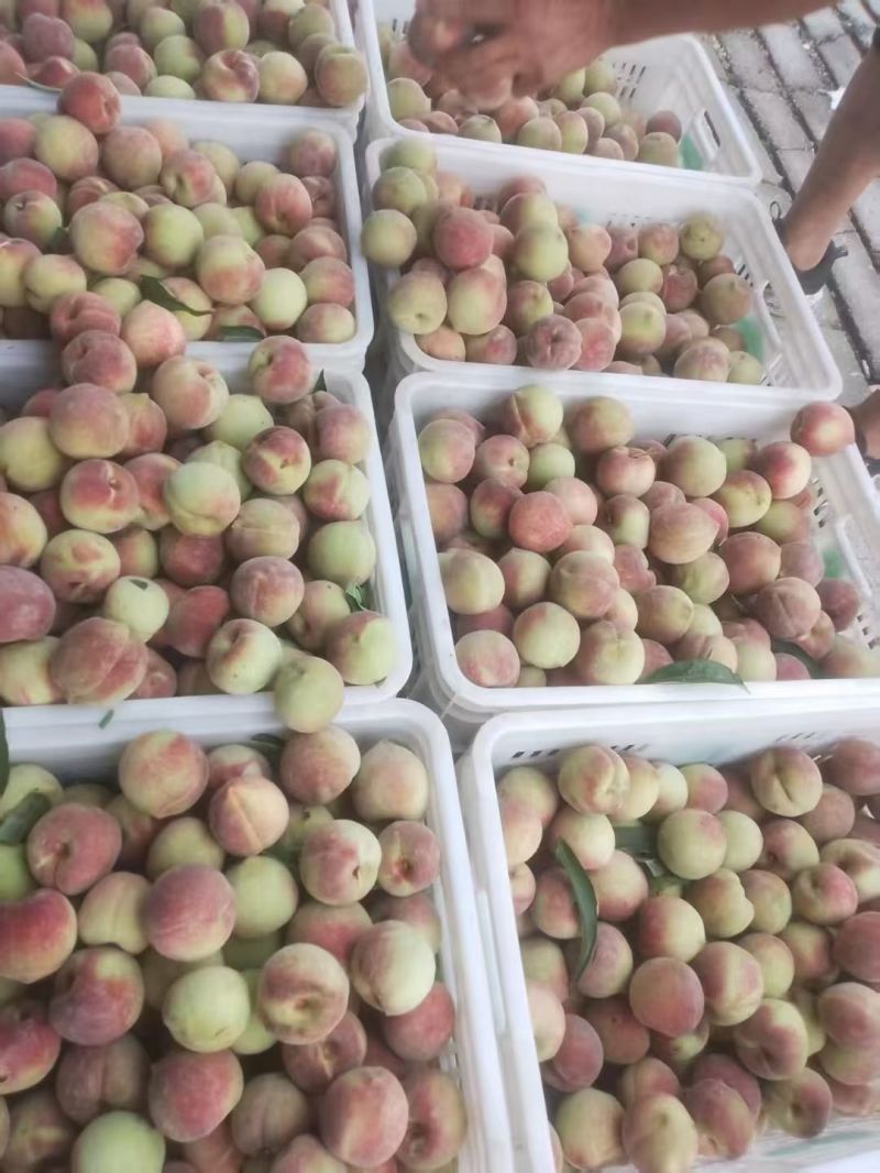 蜜桃王，青州蜜大量上市