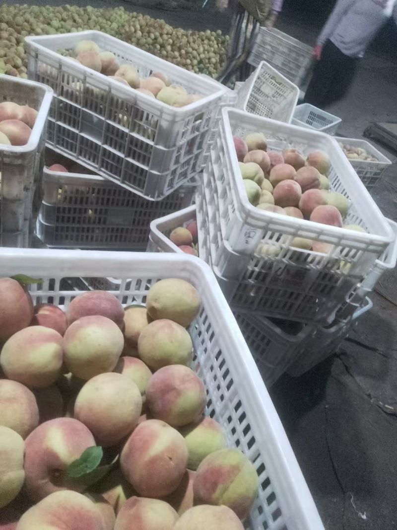 蜜桃王，青州蜜大量上市