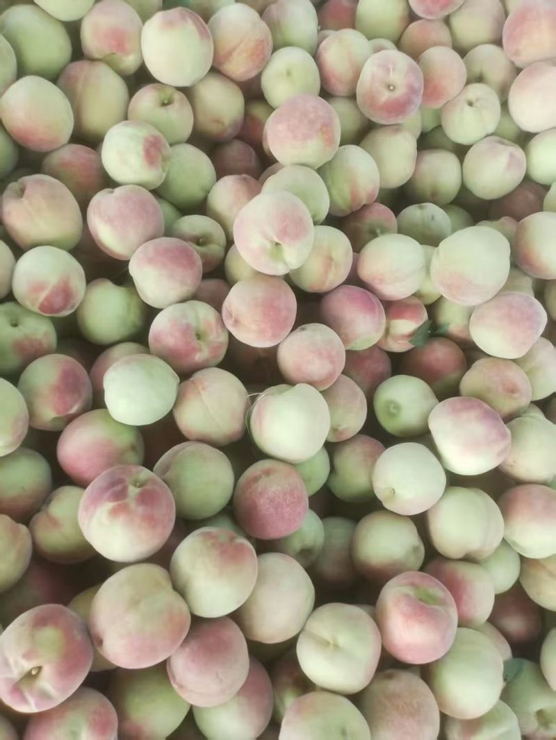 蜜桃王，青州蜜大量上市
