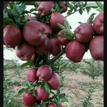 【全国发货】天水花牛苹果上市了产地直发一条龙服务对接批发
