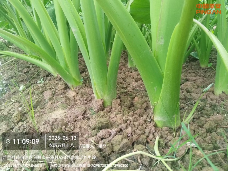 正宗高产荔浦芋头种子