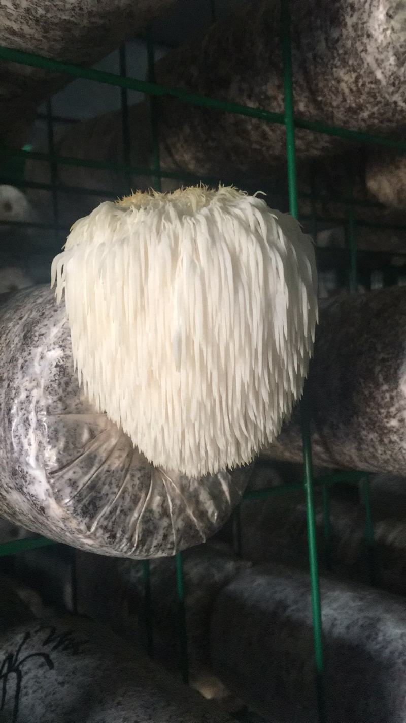 猴头菇菌包，出口级猴头菇菌棒，可办理出口手续