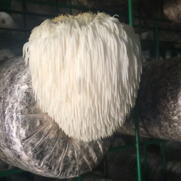 猴头菇菌包，出口级猴头菇菌棒，可办理出口手续