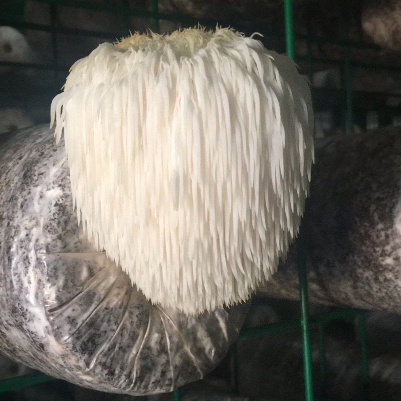 猴头菇菌包，出口级猴头菇菌棒，可办理出口手续