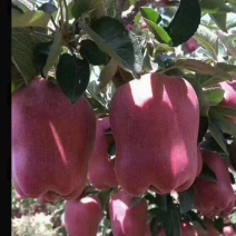 【一手货源】甘肃天水花牛苹果蛇果大量上市规格齐全商超货
