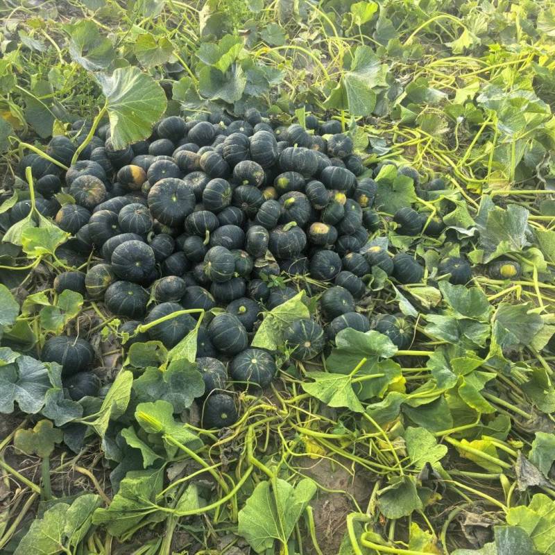 陕西沙地直采贝贝南瓜，香甜粉糯，产地直供