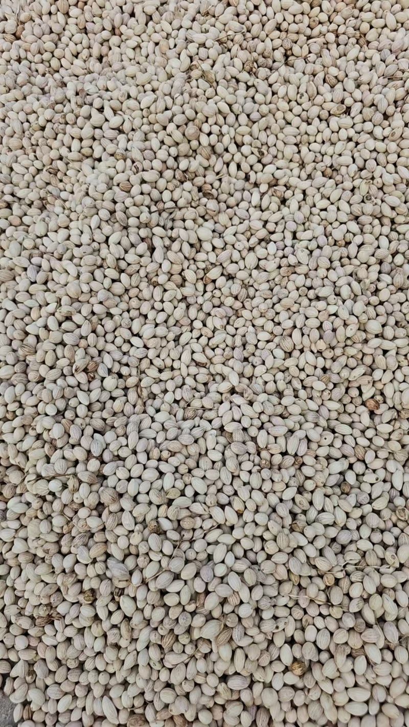流苏树种子，牛津籽，嫁接桂花用