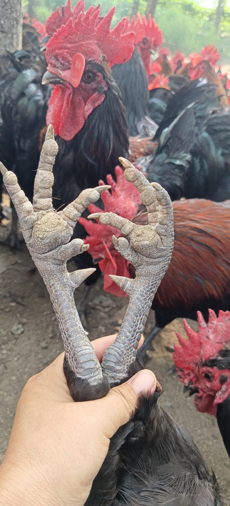 自由散养，原粮喂养，土鸡敏捷，肉质结实，散养土鸡真美味