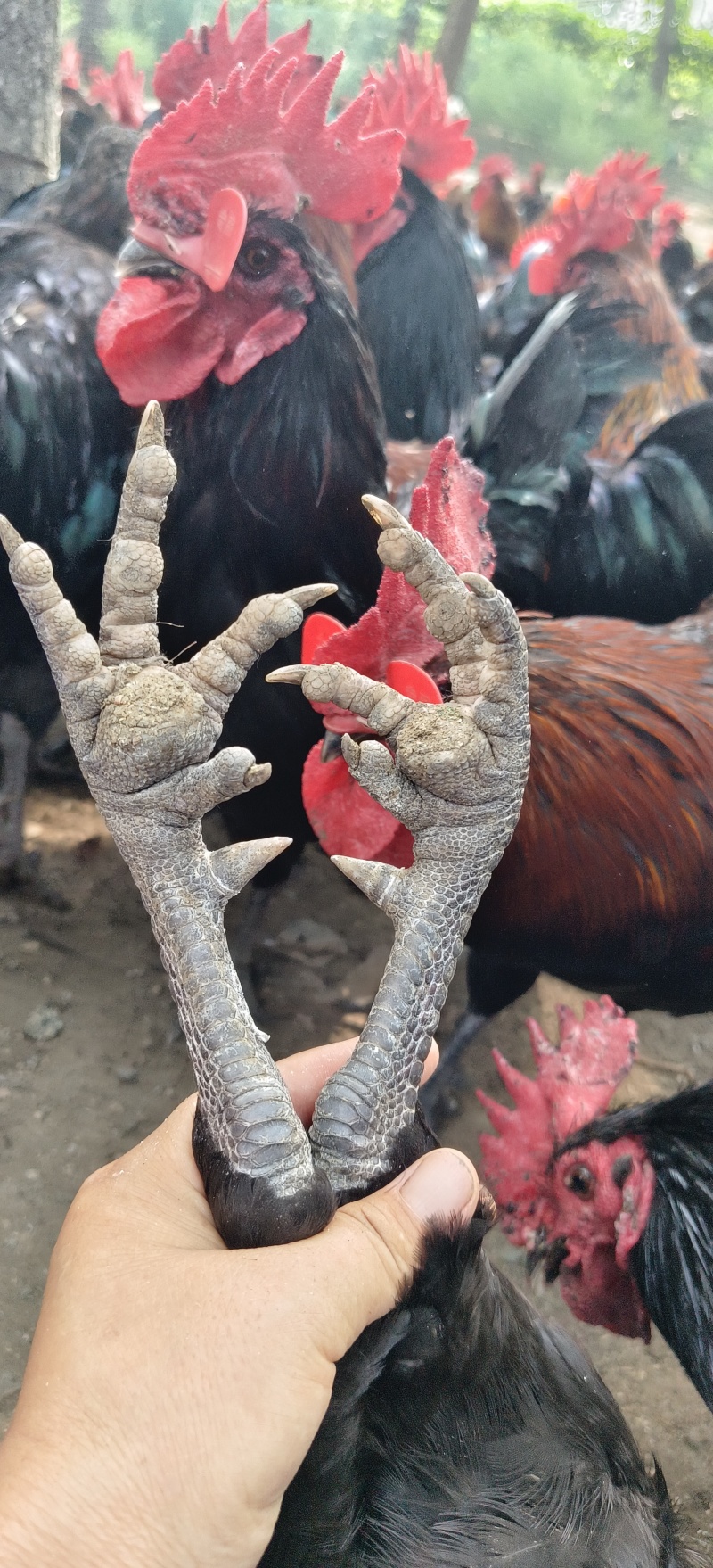 自由散养，原粮喂养，土鸡敏捷，肉质结实，散养土鸡真美味