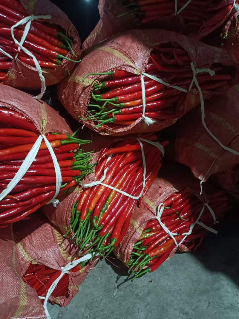 中期高山辣椒大量上市