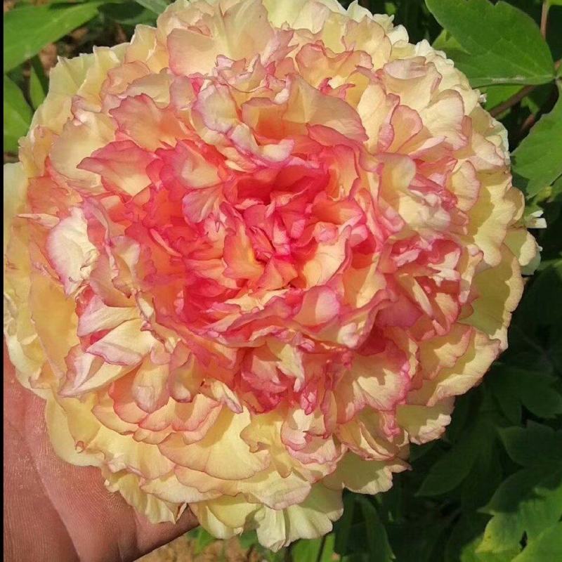 观赏牡丹山东菏泽基地供应对版供应牡丹种苗牡丹树