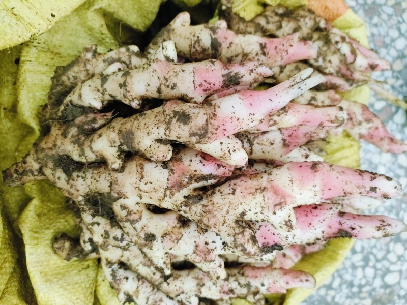 大瑶山新鲜子姜老姜三两以上新鲜子姜火姜