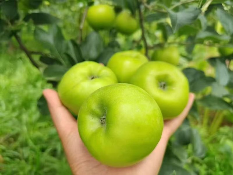 云南昭通红露苹果大量上市牧原商超一件代发