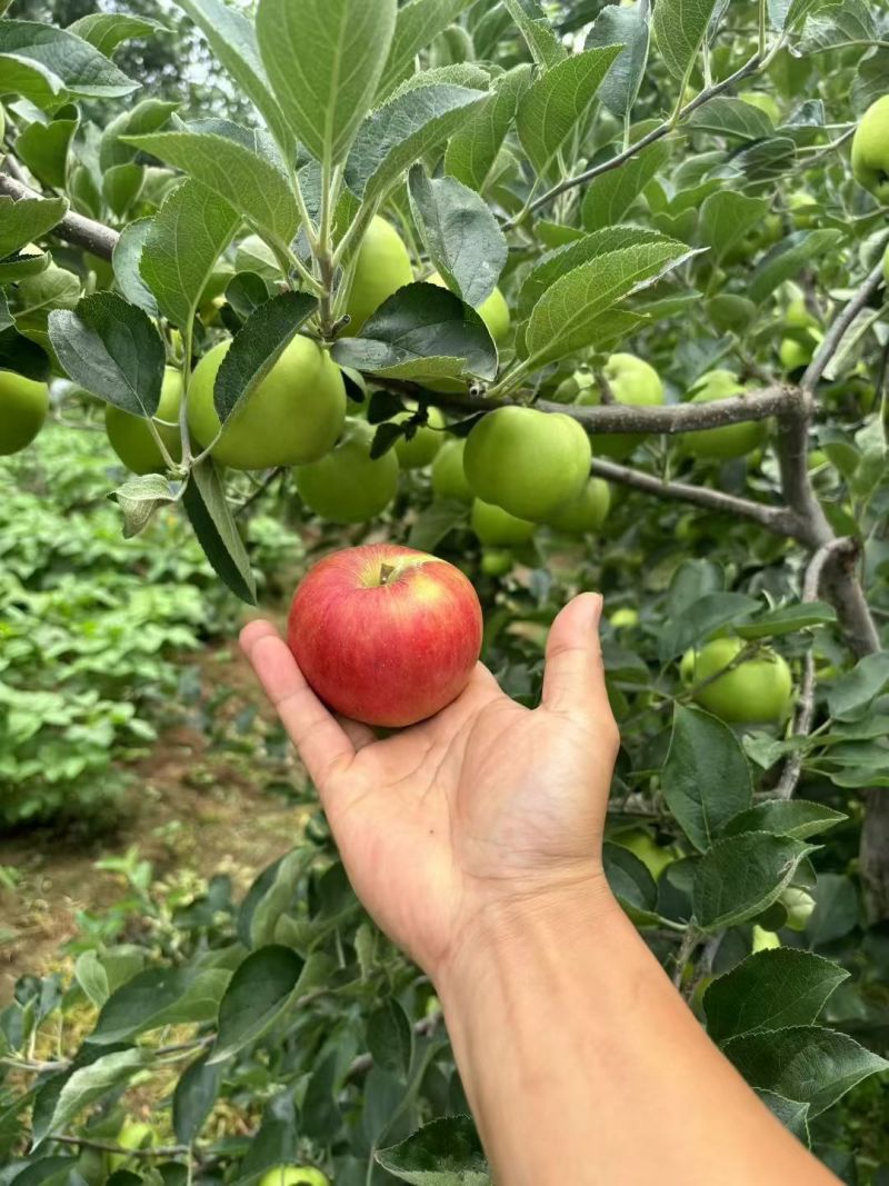 云南昭通红露苹果大量上市牧原商超一件代发