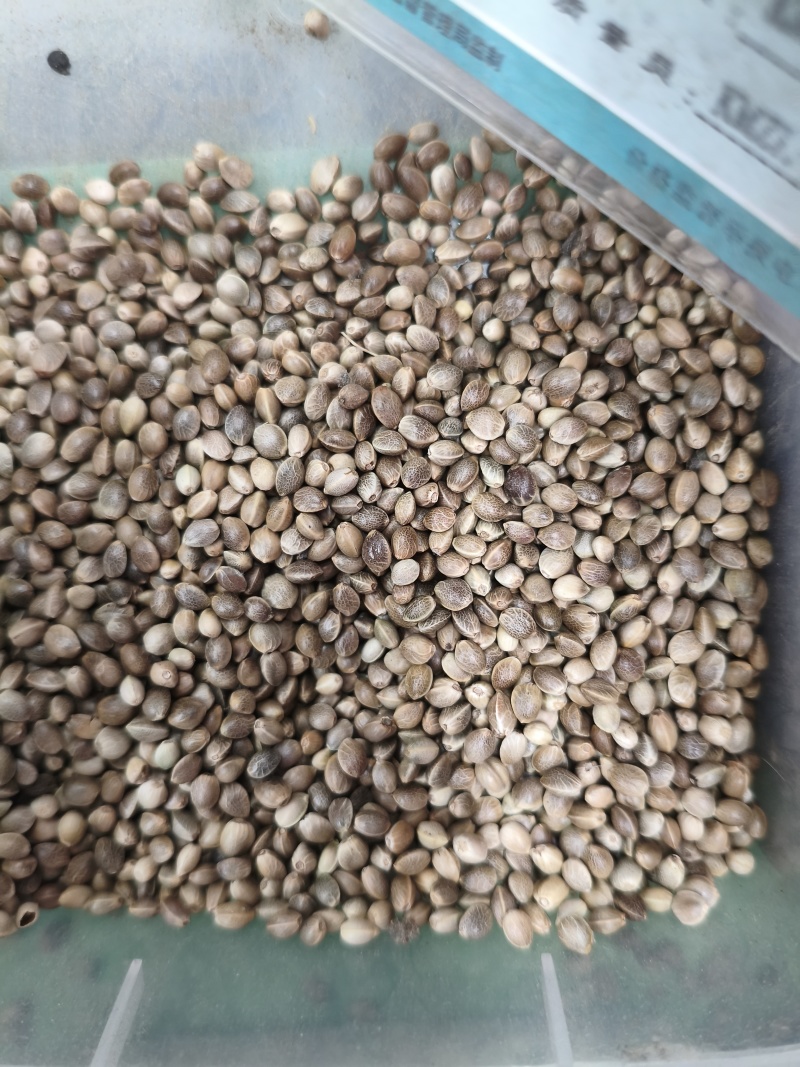 火麻仁