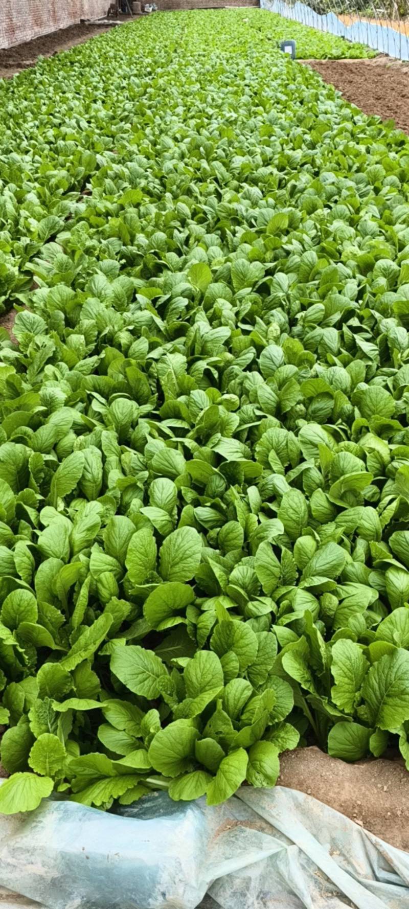 小白菜大量上市，欢迎骚扰