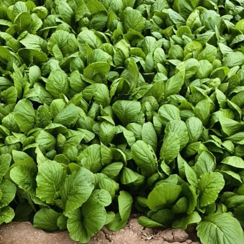 小白菜大量上市，欢迎骚扰