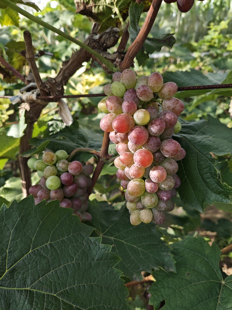 茉莉香葡萄